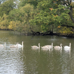 Swans Connaught Waters