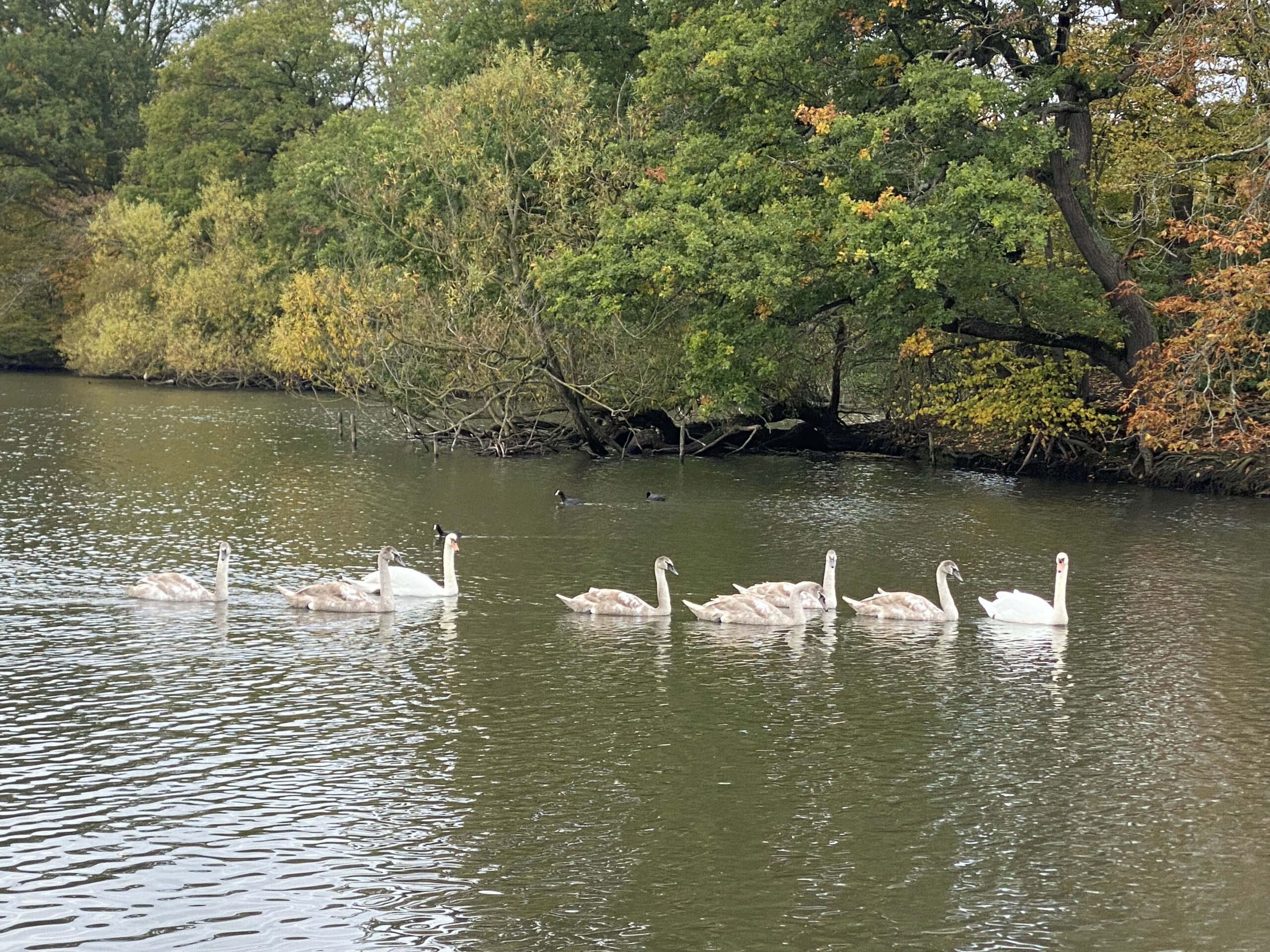 Swans Connaught waters