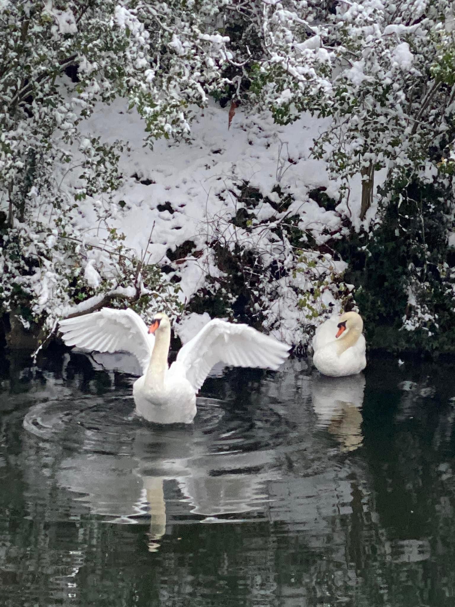 winter swans