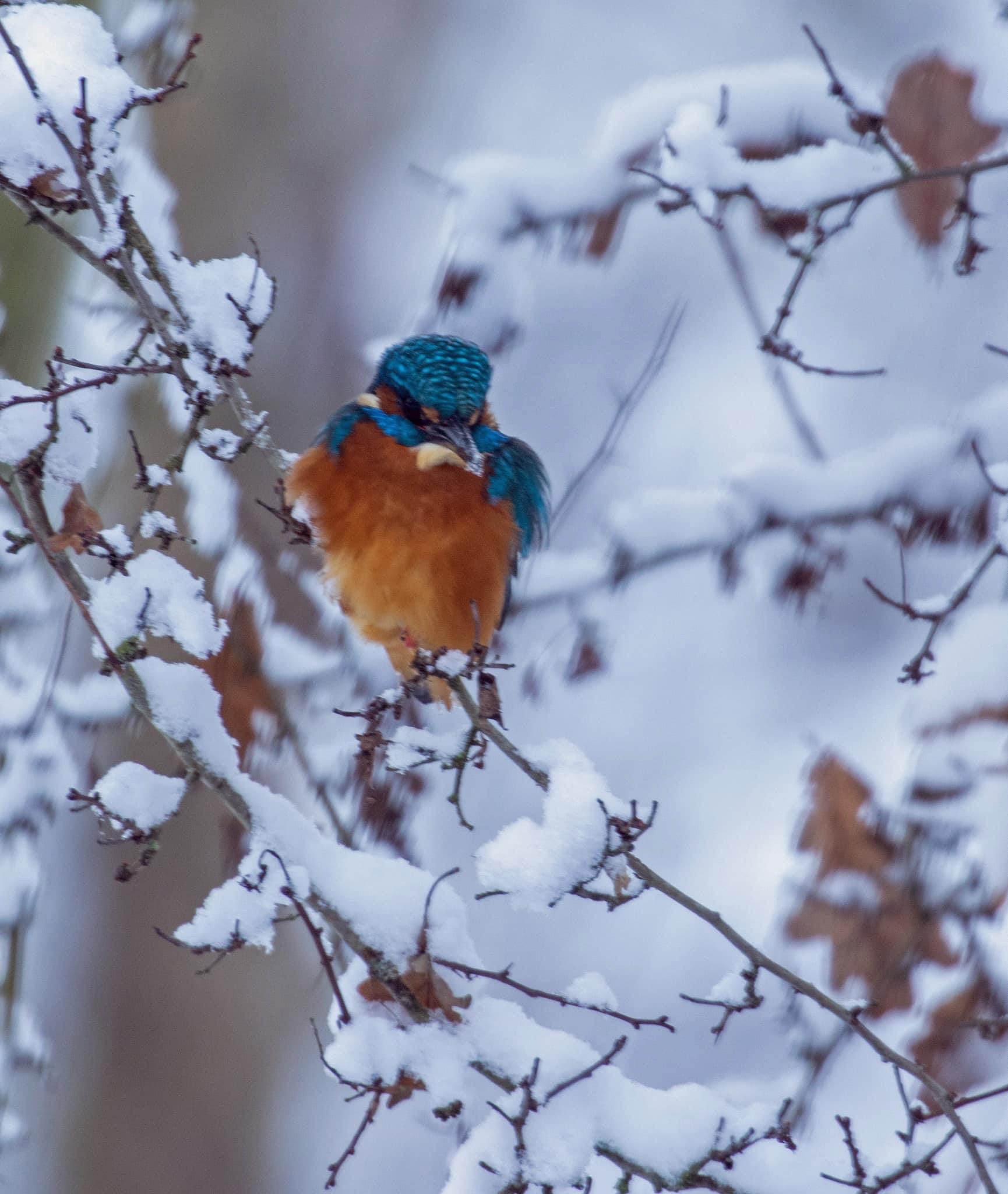 winter kingfisher