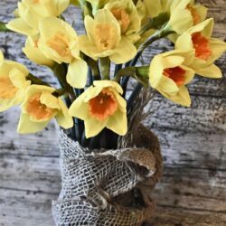 Daffs