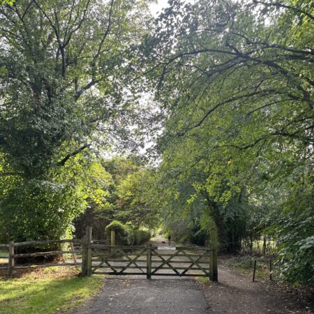Champney Trees