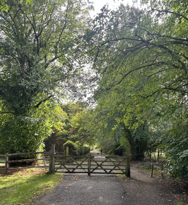 Champney Trees